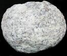 Las Choyas Geode With Amethyst (Half) #33951-1